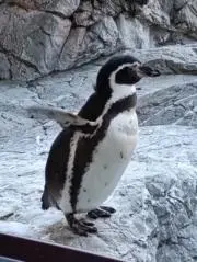 ジョージ