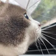 ねこたんの画像