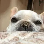 アニィママの画像