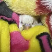 結衣