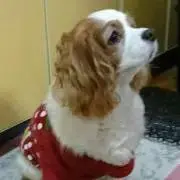 マイラの画像