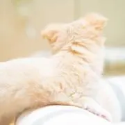 ふわ