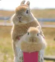 うさふわの画像