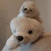 アザラシの画像