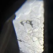 Necoの画像