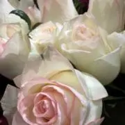 ROSE ‎の画像