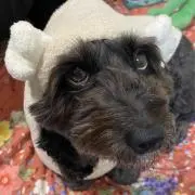 れいれい