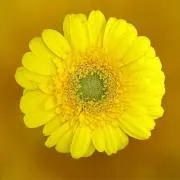 3peaceの画像