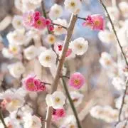 koedaの画像