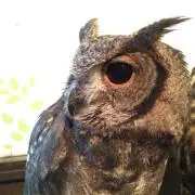 ちょろまつ