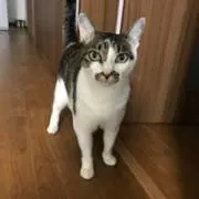 ソルトの画像