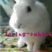 Rabbitの画像