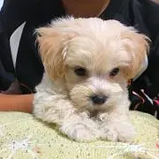 ぷーちゃんの画像