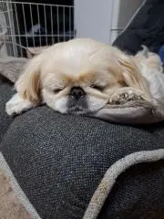 ペキ子ブーブー