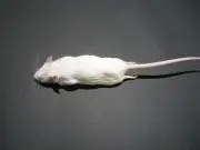 Hopperの画像