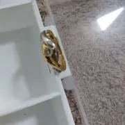 夢叶の画像