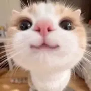 はるきの画像
