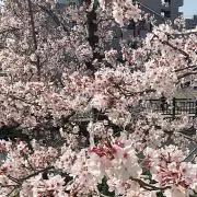 かちゃんの画像
