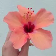 Deep Seaの画像