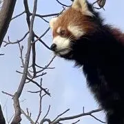 のんのんの画像