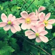 flowerful*＊
