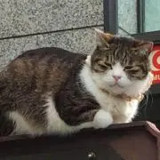 ゆうぱんの画像