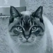 tenの画像