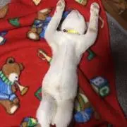 いとーちゃん