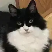 ナツの画像