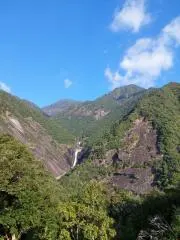 無花果の画像