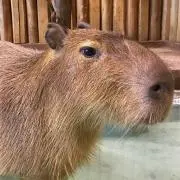 カピバラさんの画像