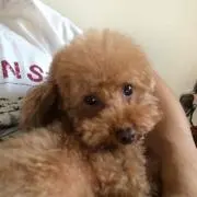 ロコの画像