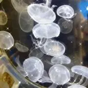 もみじの画像