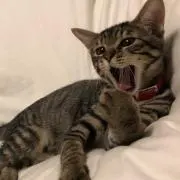 ゆうて