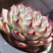 N-の画像