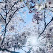 カラの画像