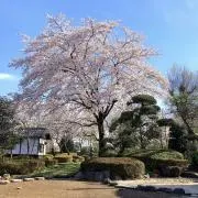 ❀桜❀の画像