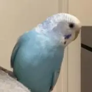 とどの画像