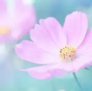 hanaの画像