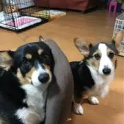 モッチー
