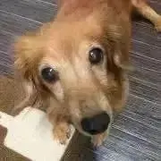 ＊ あ き ＊ฅ´•ᴥ•`ฅ PF必読の画像