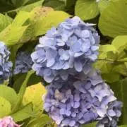 meiの画像