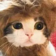 シノ     プロフ必読の画像
