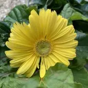 チュオンの画像
