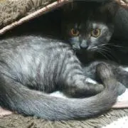 とり