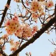 Ine Yokoの画像