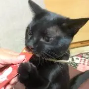 Ryokun★