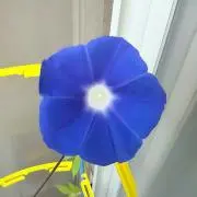 よっしゃんたんの画像