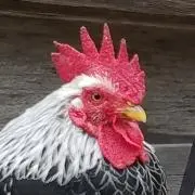 サーターアンダギーの画像