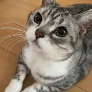 ぽんずの画像